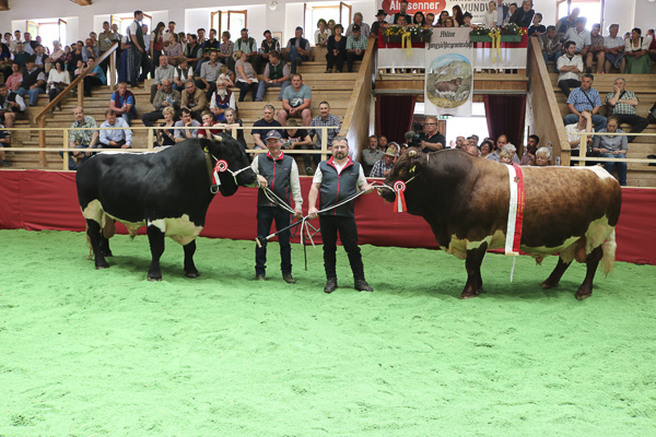 Austrian Pinzgauer Bulls