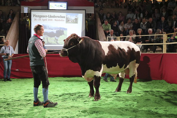 Austrian Pinzgauer Bulls