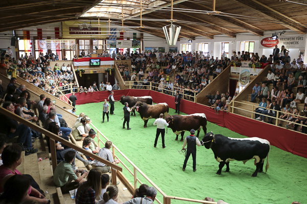 Austrian Pinzgauer Bulls