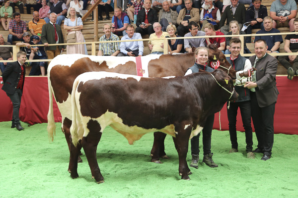 Austrian Pinzgauer Bulls