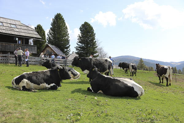 Pinzgauers Austria 2018