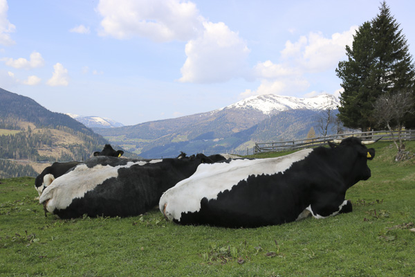 Pinzgauers Austria 2018