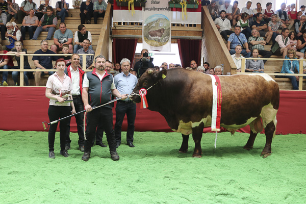 Austrian Pinzgauer Bulls