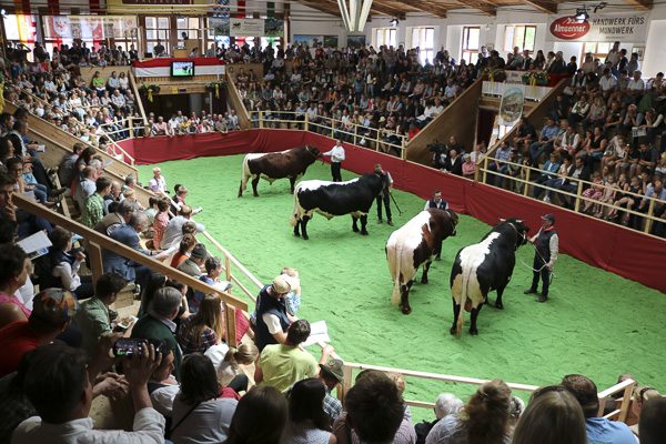 Austrian Pinzgauer Bulls