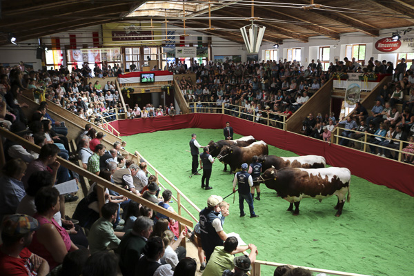 Austrian Pinzgauer Bulls