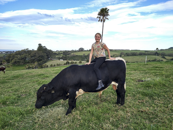 Australian Pinzgauer Bulls