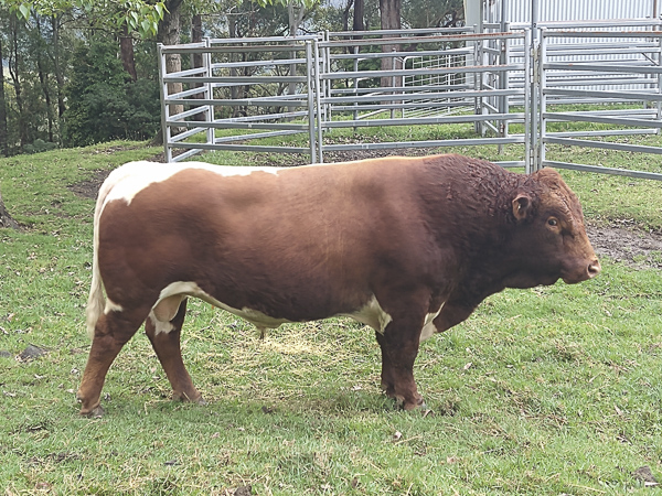 Australian Pinzgauer Bulls