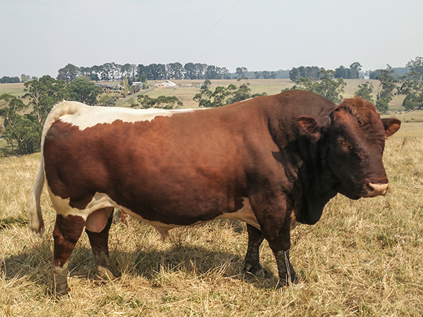 Australian Pinzgauer Bulls