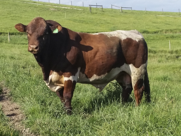 Australian Pinzgauer Bulls