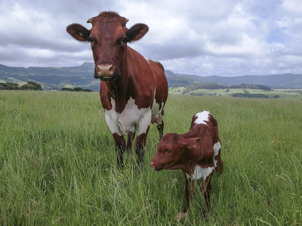 Australian Pinzgauer Cows