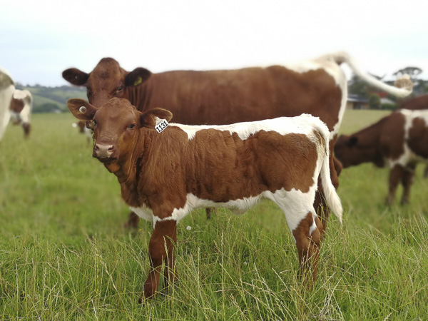 Australian Pinzgauer Cows