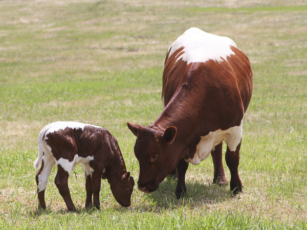 Australian Pinzgauer Cows