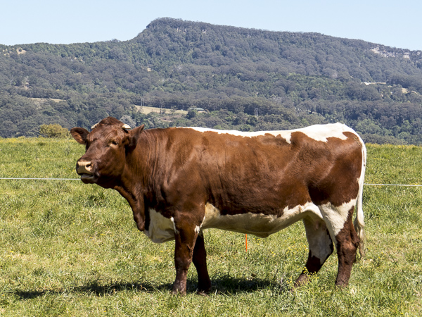 Australian Pinzgauer Cows