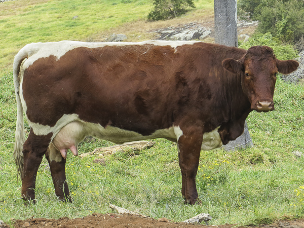 Australian Pinzgauer Cows