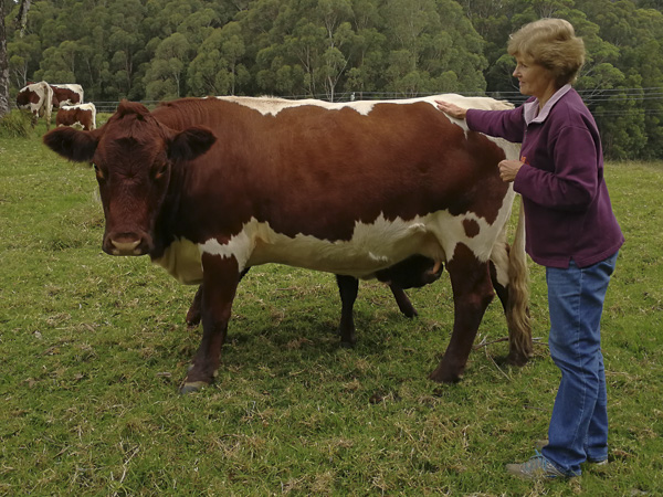 Australian Pinzgauer Cows