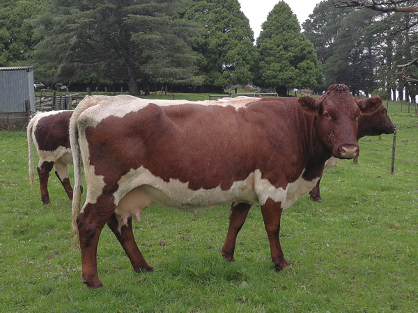 Australian Pinzgauer Cows