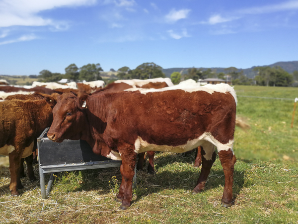 Australian Pinzgauer Cows