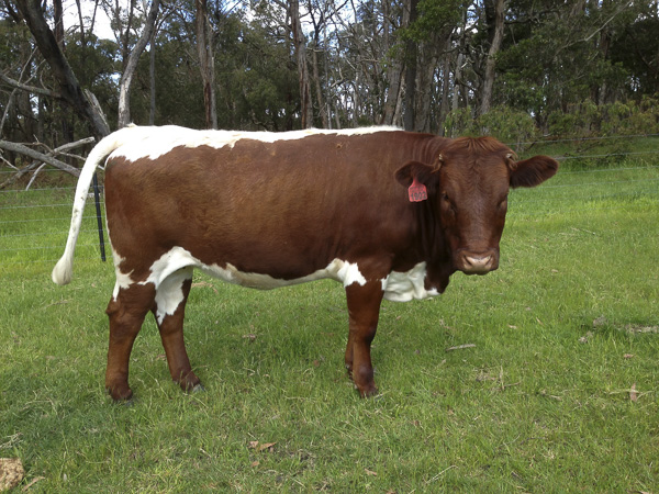 Australian Pinzgauer Cows