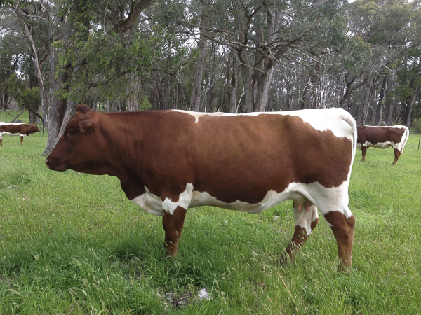 Australian Pinzgauer Cows