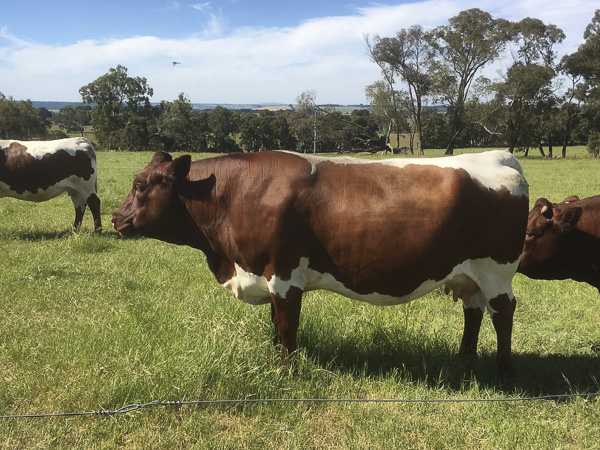 Australian Pinzgauer Cows