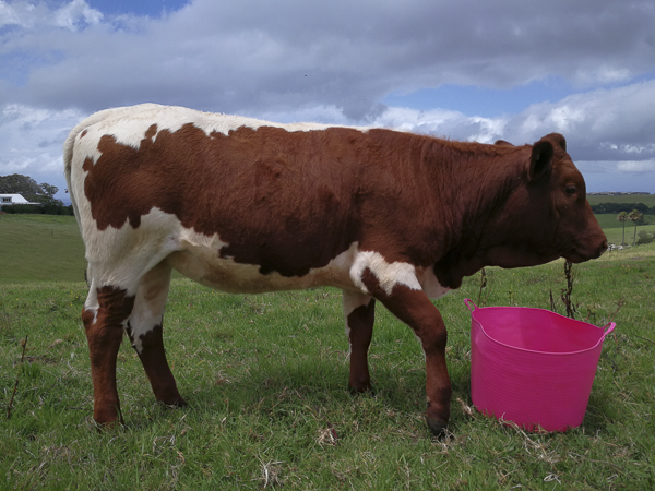 Australian Pinzgauer Cows