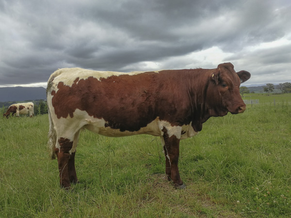 Australian Pinzgauer Cows