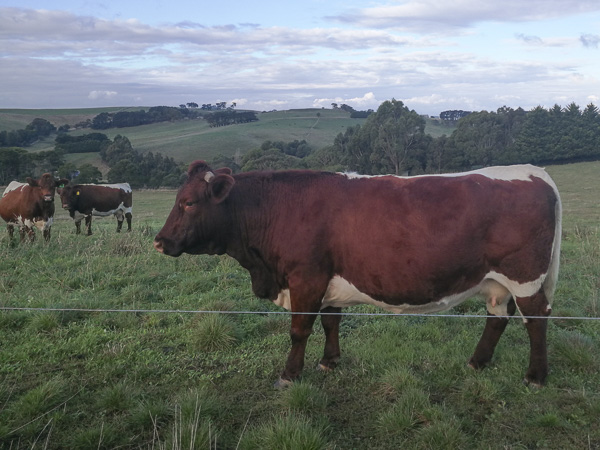 Australian Pinzgauer Cows