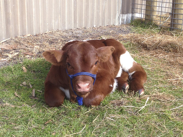 Australian Pinzgauer Calf