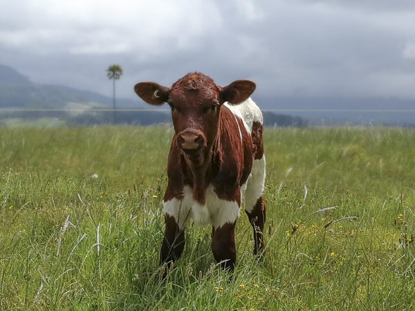 Pinzgauer Calf in Australia