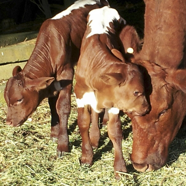 Pinzgauer Calf in Australia