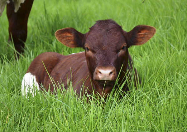 Pinzgauer Calf in Australia