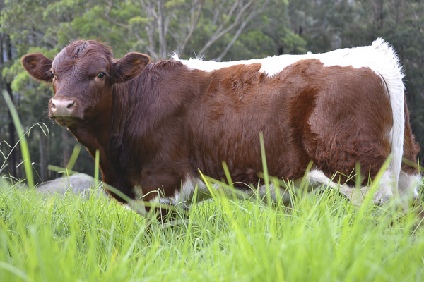 Pinzgauer Calf in Australia