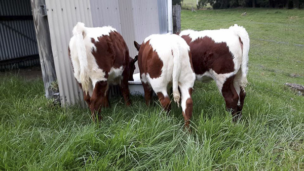 Pinzgauer Calf in Australia