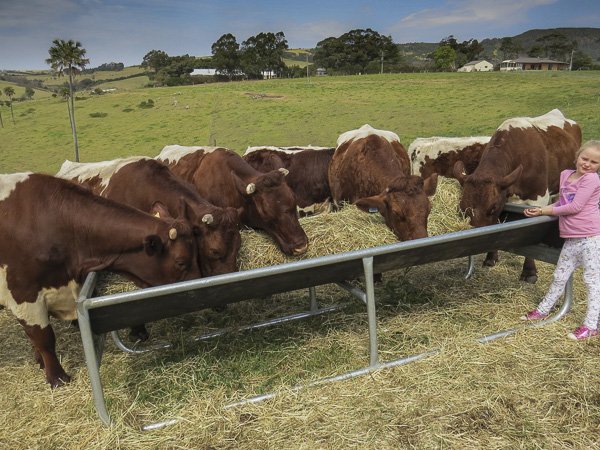 Pinzgauer Herd in NSW