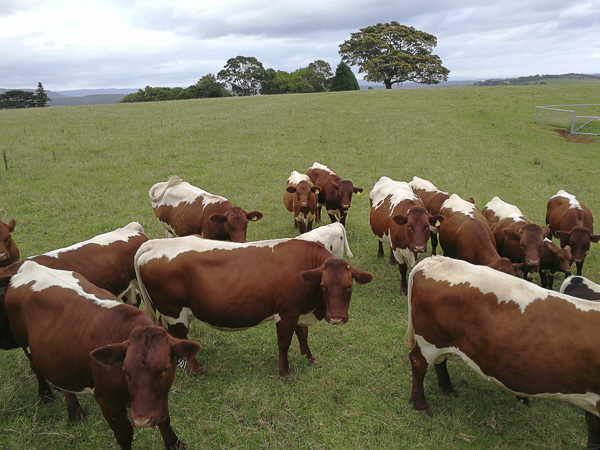 Pinzgauer Herd in NSW