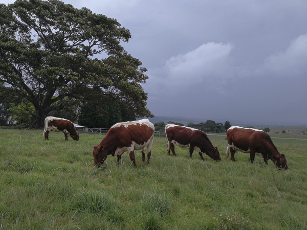 Pinzgauer Herd in NSW