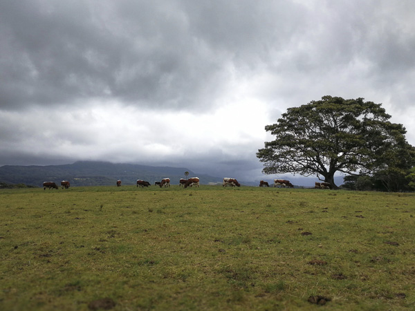 Pinzgauer Herd in NSW