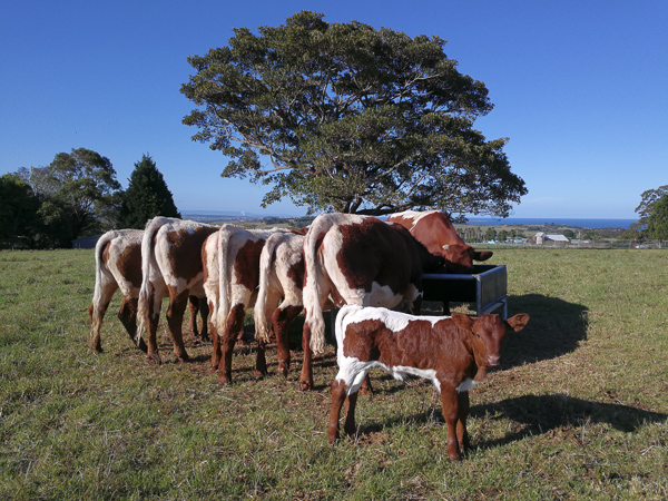 Pinzgauer Herd in NSW