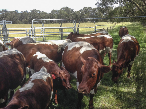 Pinzgauer Herd in Victoria