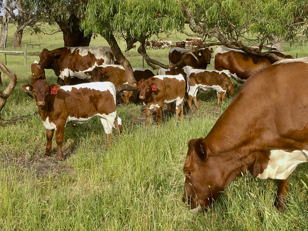 Pinzgauer Herd in Victoria