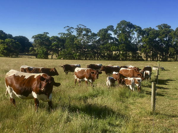 Pinzgauer Herd in Victoria