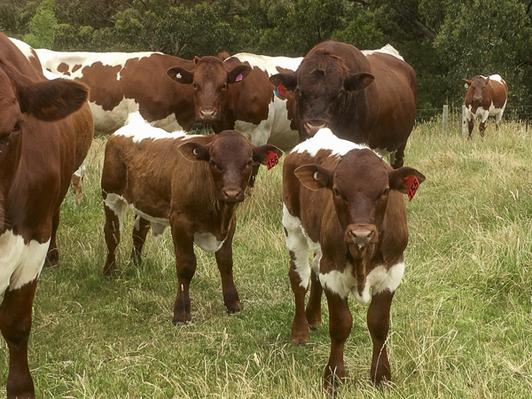 Pinzgauer Herd in Victoria